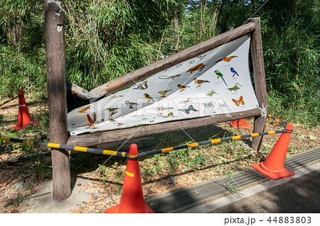 台風被害の倒木 44883803