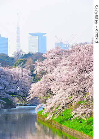 桜景　皇居　千鳥ヶ淵 44884775