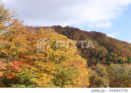 紅葉 44884776
