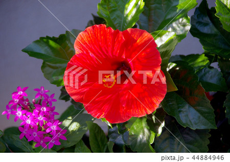 ハイビスカス　花 44884946