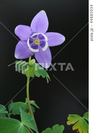 ミヤマオダマキ　黒背景　クローズアップ 44885034