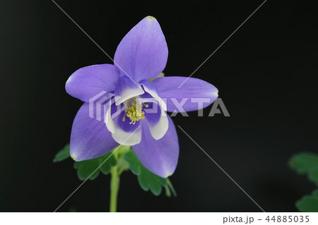 ミヤマオダマキ　黒背景　クローズアップ 44885035