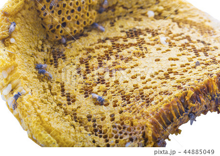 Bees on honeycomb. Bees on honeycomb. 44885049
