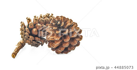 pine cone isolated on white background pine cone isolated on white background 44885073