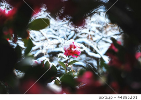 山茶花と雪 44885201