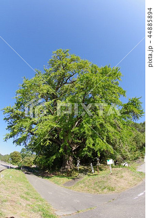 信州 松本 横川の大イチョウ 県天然記念物指定 長野県内有数のイチョウの大木 信州 松本 横川の大イチョウ 県天然記念物指定 長野県内有数のイチョウの大木 44885894