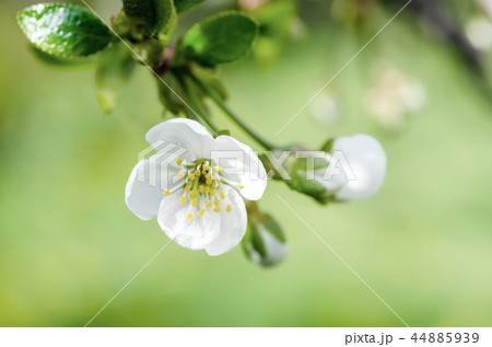 Cherry flowers frame 44885939