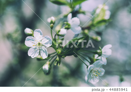 Cherry flowers frame 44885941