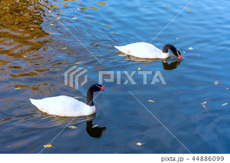 Black necked swans mirrored i Black necked swans mirrored i 44886099