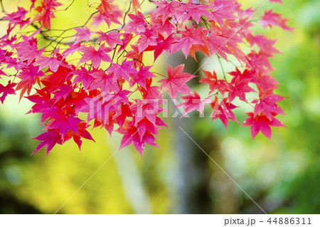 真っ赤な紅葉 44886311
