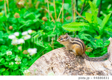 りす物語 44886831