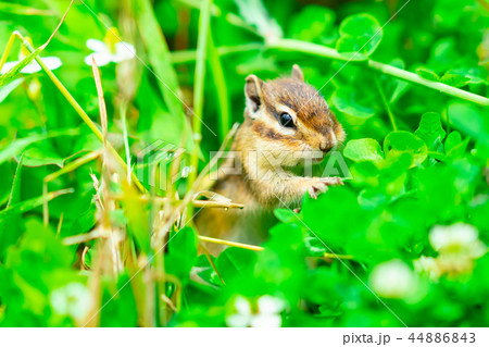 りす物語 44886843