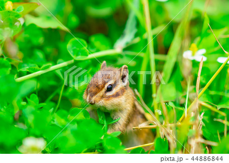 りす物語 44886844