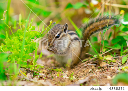 りす物語 44886851