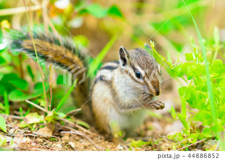 りす物語 44886852
