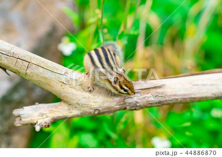 りす物語 44886870