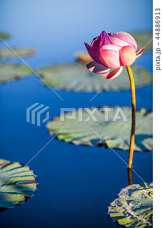 Lotus flower above the blue water 44886913