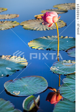 Lotus flower and its reflection in the water 44886914