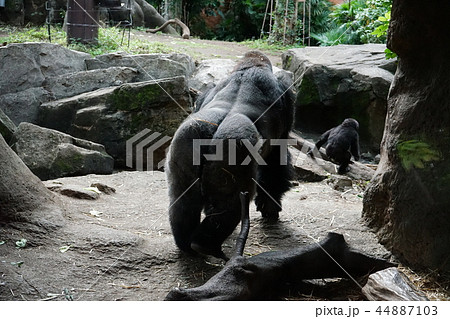 可愛いゴリラの親子が去っていく 44887103