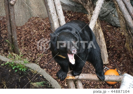 木登りクマさん可愛いね ツキノワグマ 44887104