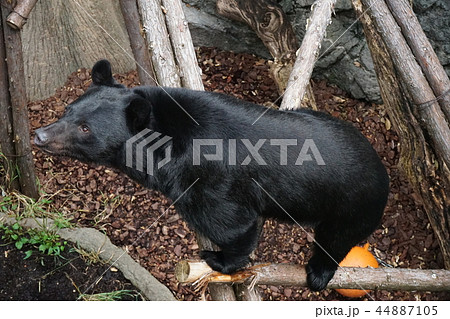 ツキノワグマの横顔 可愛いブタっ鼻 の写真素材