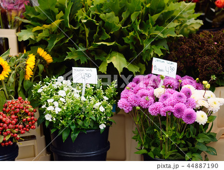Amsterdam flower market. Dahlias and Phlox 44887190