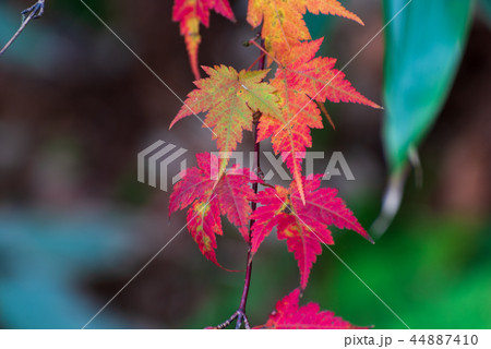 山地の紅葉 44887410