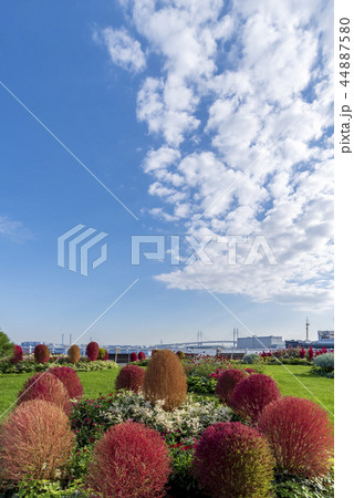 横浜　山下公園のコキア 44887580