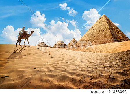 Camel near pyramids 44888045
