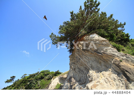 神奈川県三浦半島の荒崎海岸の造形美 神奈川県三浦半島の荒崎海岸の造形美 44888404