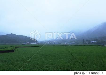 雨の田園 雨の田園 44888894