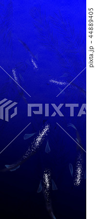 高級メダカ 44889405