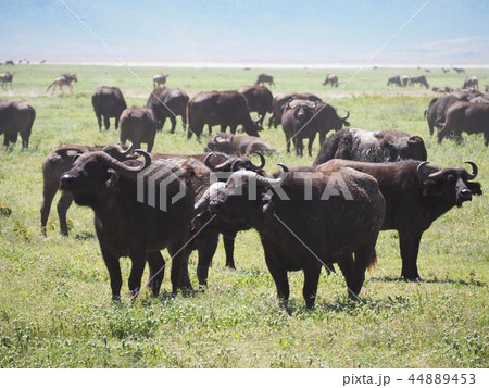 バッファローの群れ 44889453