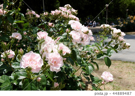 バラ　セレッソ 44889487