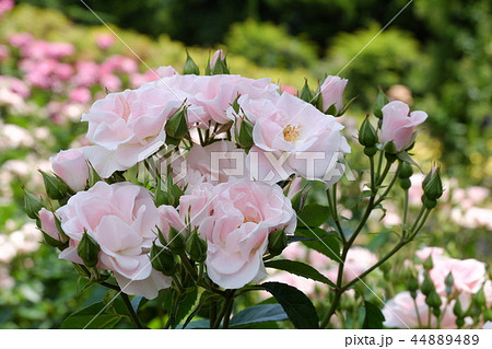 バラ　セレッソ 44889489