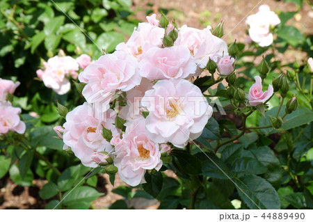 バラ　セレッソ 44889490