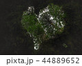 屋久島 ウィルソン株のハート 44889652