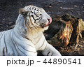 ホワイトタイガー 44890541