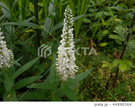 ベロニカ 44890564