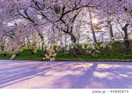 青森県　弘前城の桜 44890874