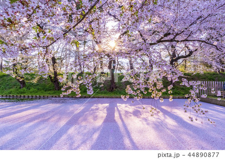 青森県 弘前城の桜 青森県 弘前城の桜 44890877