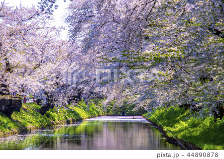 青森県 弘前城の桜 青森県 弘前城の桜 44890878