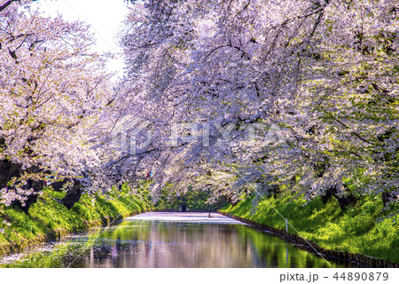 青森県　弘前城の桜 44890879