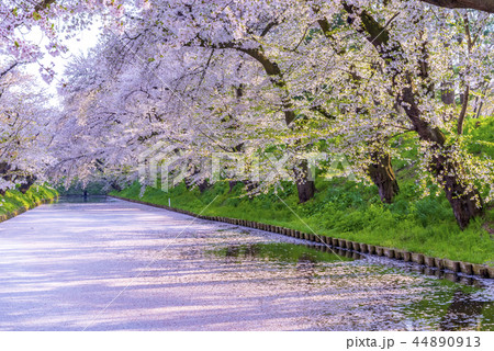 青森県　弘前城の桜 44890913