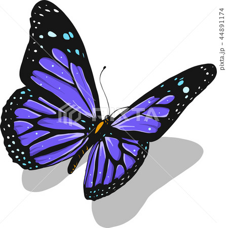 illustration of a beautiful colorful butterfly that flies 44891174