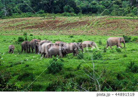 Asian wild elephant Kuiburi National Park, Thailan Asian wild elephant Kuiburi National Park, Thailan 44891519
