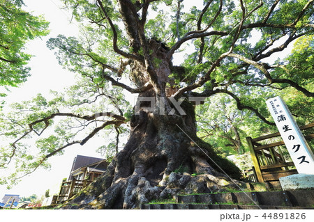 日本一の巨樹 蒲生の大クス 日本一の巨樹 蒲生の大クス 44891826