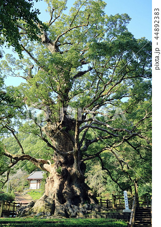 日本一の巨樹　蒲生の大クス 44892383