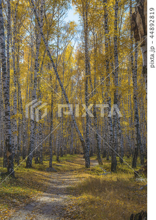 Beautiful autumn landscape Beautiful autumn landscape 44892819