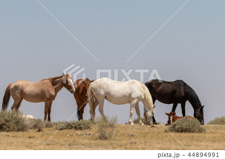 Wild horses in the High desert Wild horses in the High desert 44894991